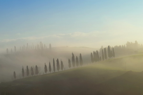 Cypress trees in early morning fog Tuscany Italy Cypress trees in early morning fog Tuscany Italy