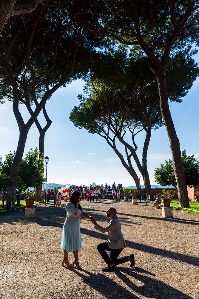 Under the Mediterranean pine trees. Orange garden