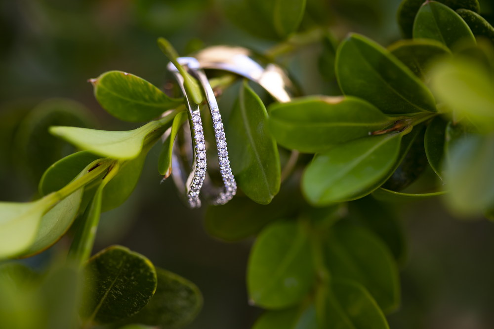 Wedding rings photographed on a green branch with lush leaves