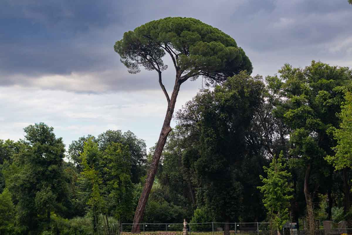 Picture of a Mediterranean pine tree overlooking the Villa Borghese lake 