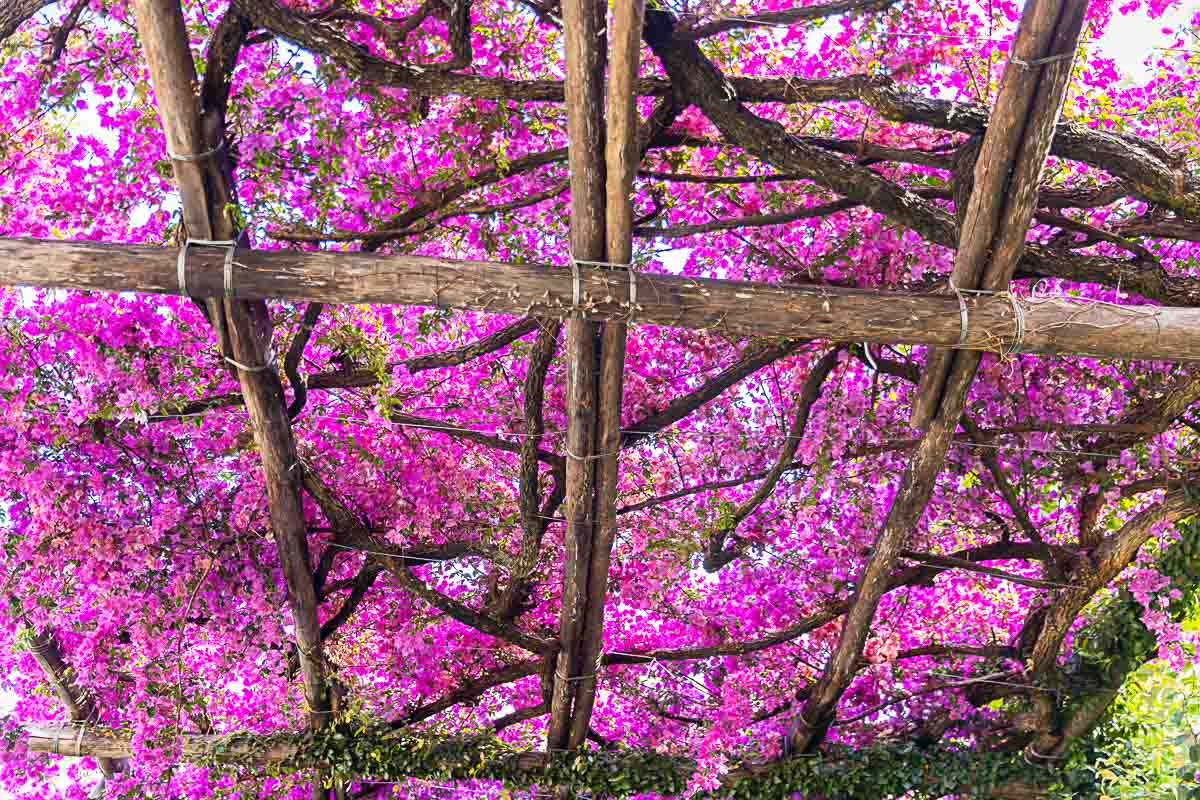 bougainvillea flowers of bright fuchsia color intertwined over wooden logs above