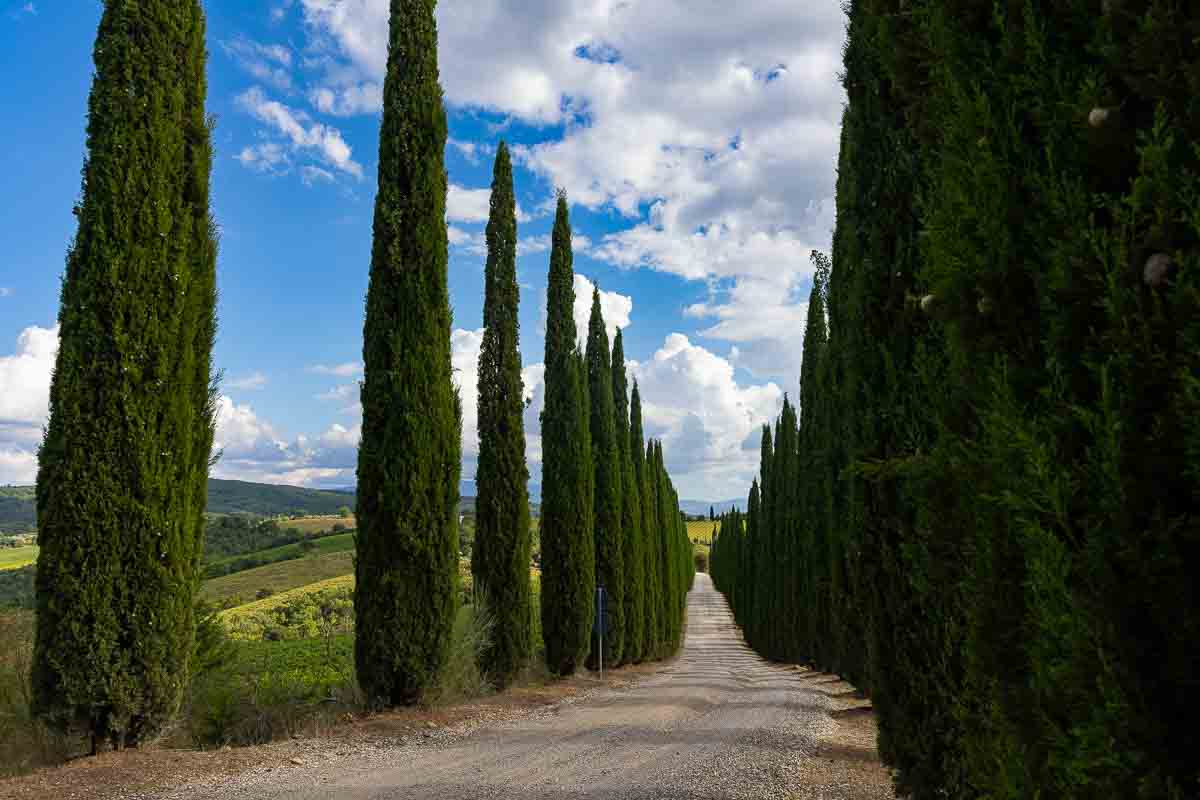 Cypress trees on a typical tuscan road leading into Montalcino