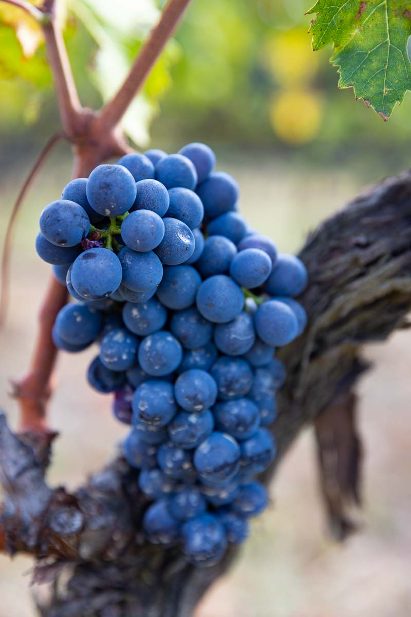Red wine grapes photographed on a vineyard