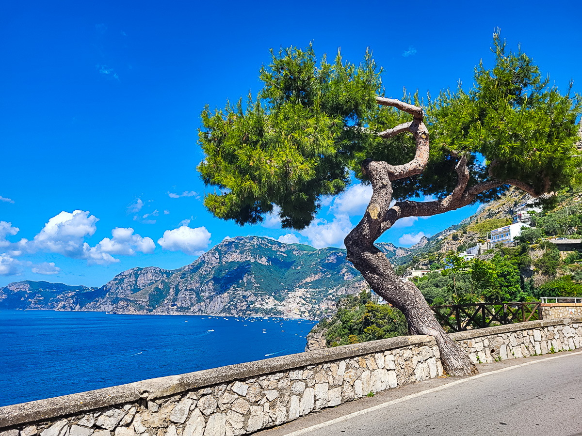 A Mediterranean pine tree in the forefront with the town in the far distance. Picture taken from Praiano 