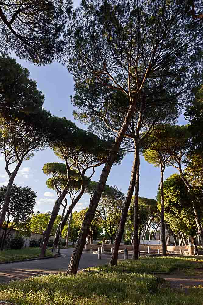 Mediterranean pine trees photographed at Parco del Colle Oppio a Roma Italia