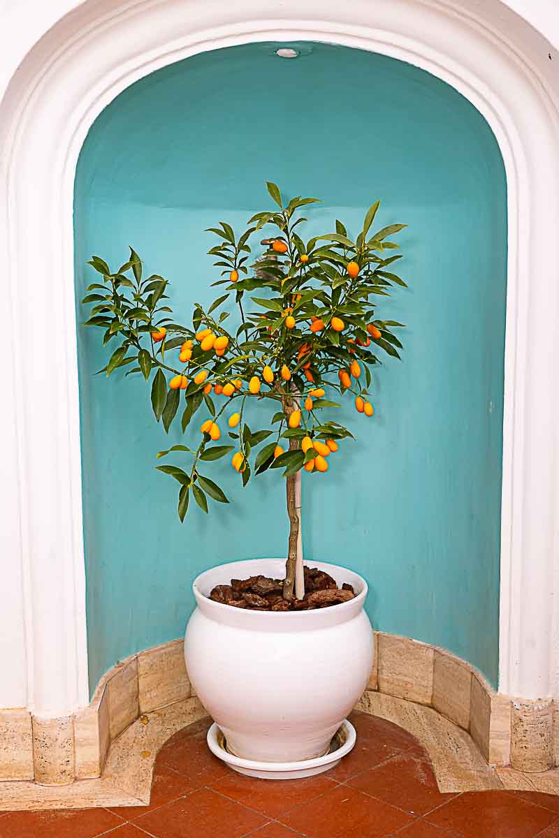 Small little orange tree called orangino typical of the coast of Amalfi