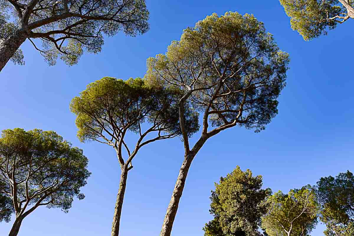 Mediterranean pine trees up above in the blue sky 