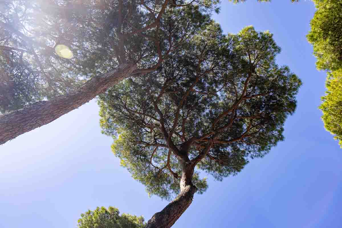 Mediterranean pine trees photographed from down below up to the blue sky 