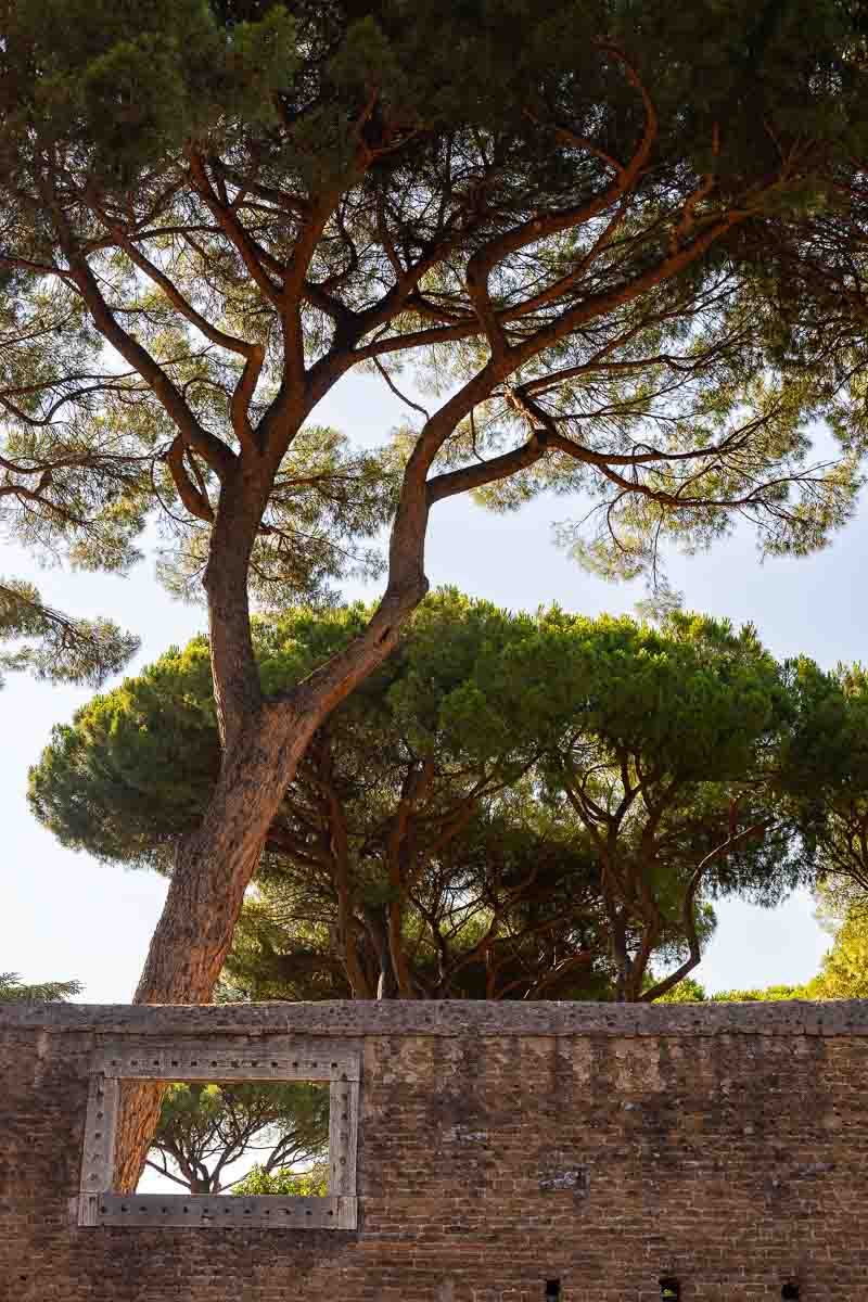 Picture of Mediterranean pine trees found in a famous roman park including the ancient protective walls that are typical 